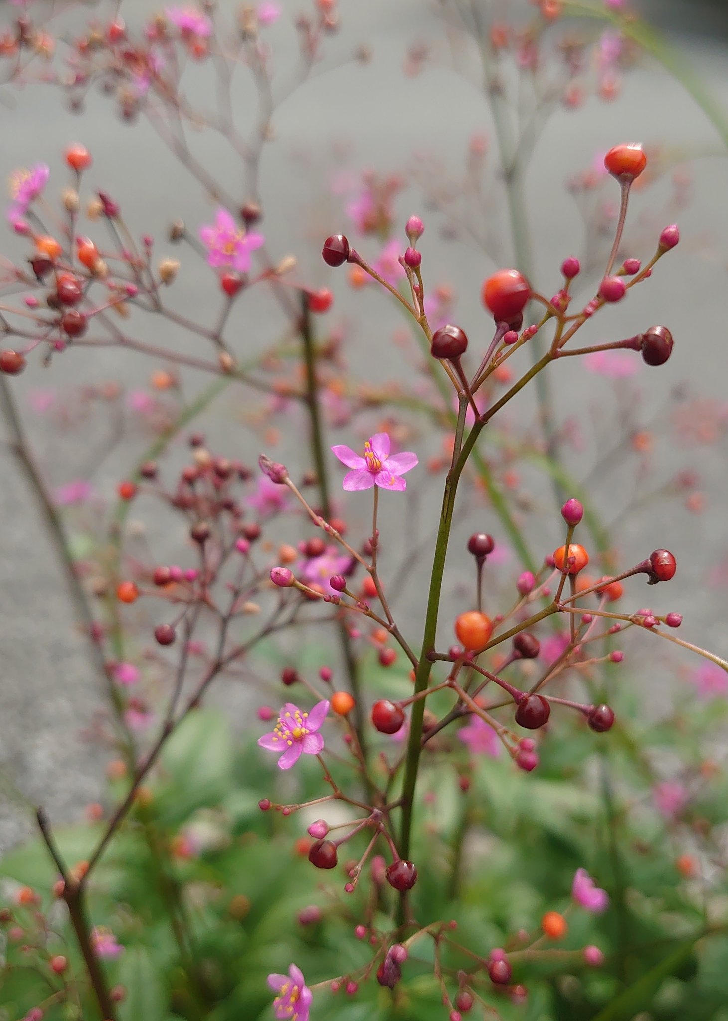 ミツキ Ma ウス ｄｑｗ 線香花火みたいな 花が咲いていたので 調べてみたら ハゼラン という 花らしいです ハゼラン 線香花火 T Co Bqzloqau9n Twitter