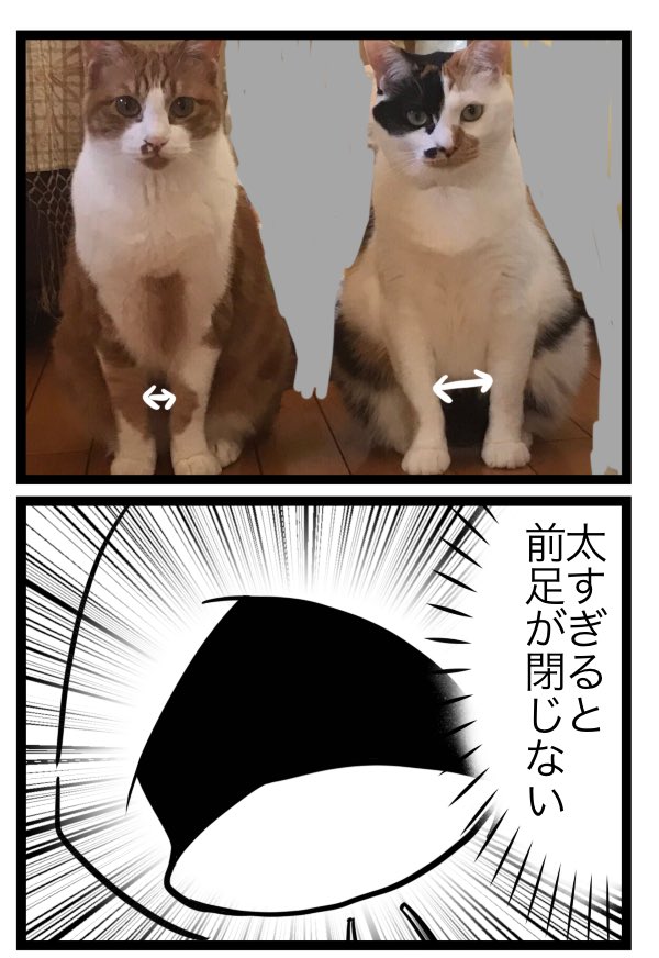 太い猫細い猫 