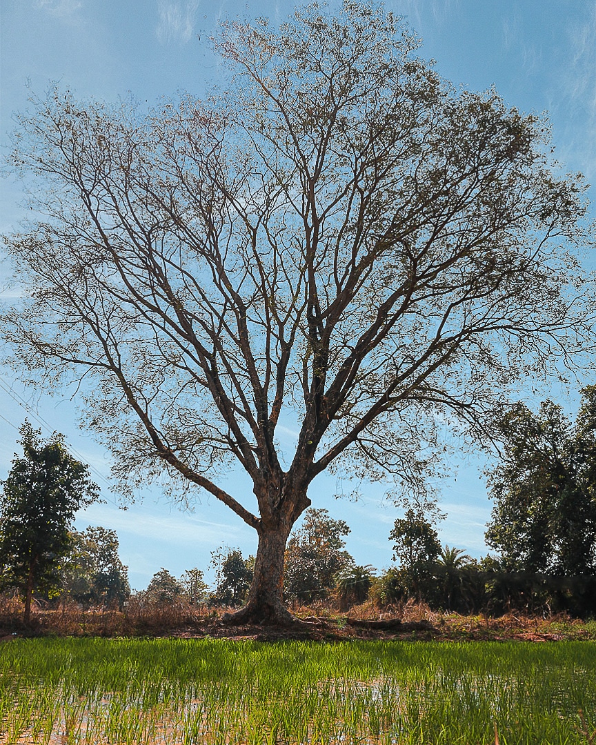 GazalRahul's tweet photo. A tree has roots in the soil yet it reaches to the sky, 
It tells us that in order to aspire we need to be grounded And that no matter how high we go
It is from our roots that we draw sustenance.
.
.
.
#treeoflife
#naturelessons
#flora
#biodoversity
#17sdgs
#lovenature https://t.co/euIoaQBG0q