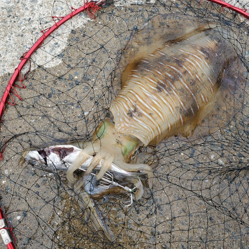 تويتر Squiddd 福岡市 على تويتر スーパーで買った死にアジの泳がせで釣れました アオリイカ イカフック T Co Dl0fpujbdw