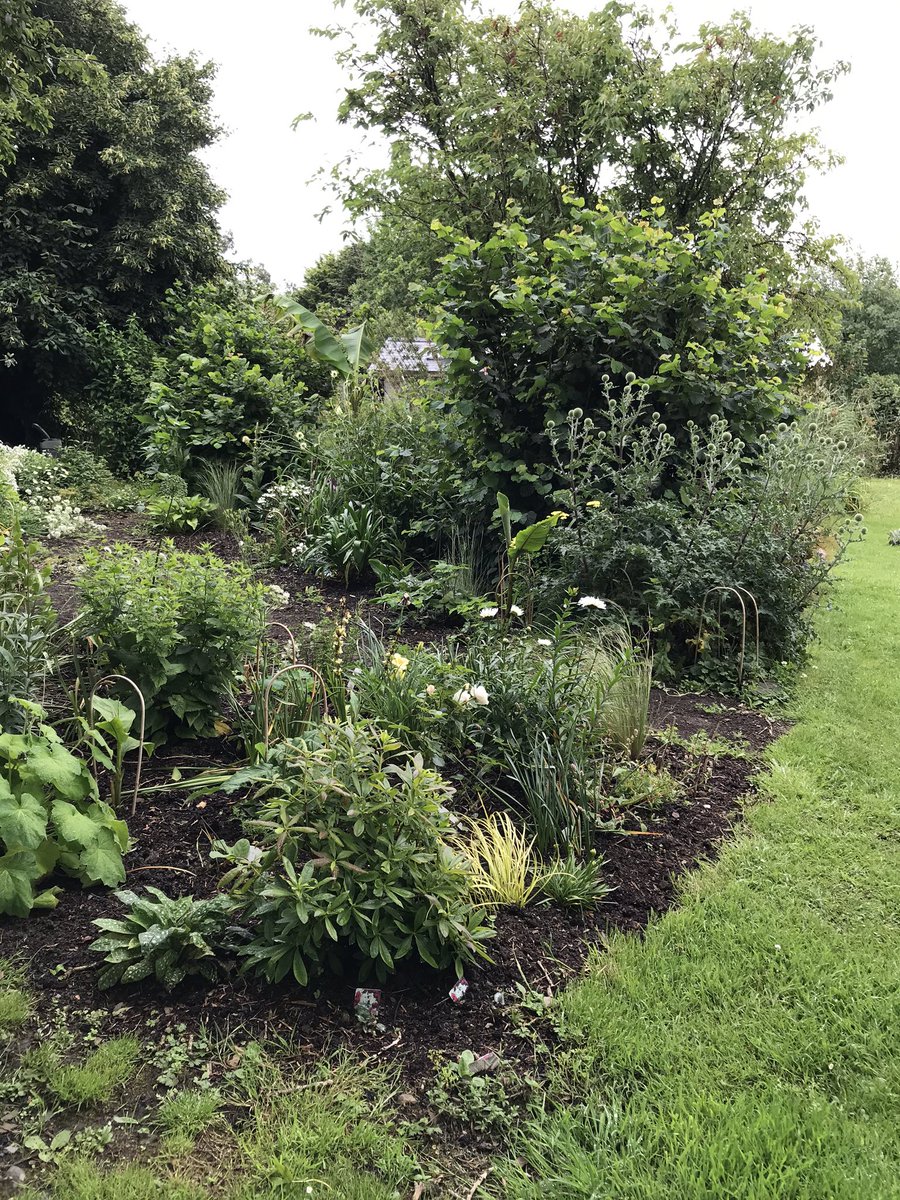 TheWorcsGarden's tweet photo. @lovely_plot 😍Fabulous ...mine have turned into monsters- but beautiful 👏🏻🌟😃
#Echinops #WhiteBorder #CottageGarden #CountryGarden #Pembrokeshire https://t.co/eK3OBDn0FK