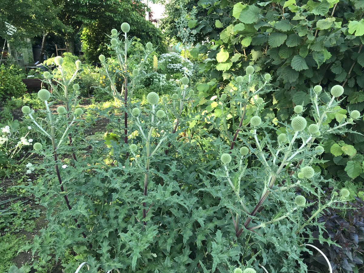 TheWorcsGarden's tweet photo. @lovely_plot 😍Fabulous ...mine have turned into monsters- but beautiful 👏🏻🌟😃
#Echinops #WhiteBorder #CottageGarden #CountryGarden #Pembrokeshire https://t.co/eK3OBDn0FK