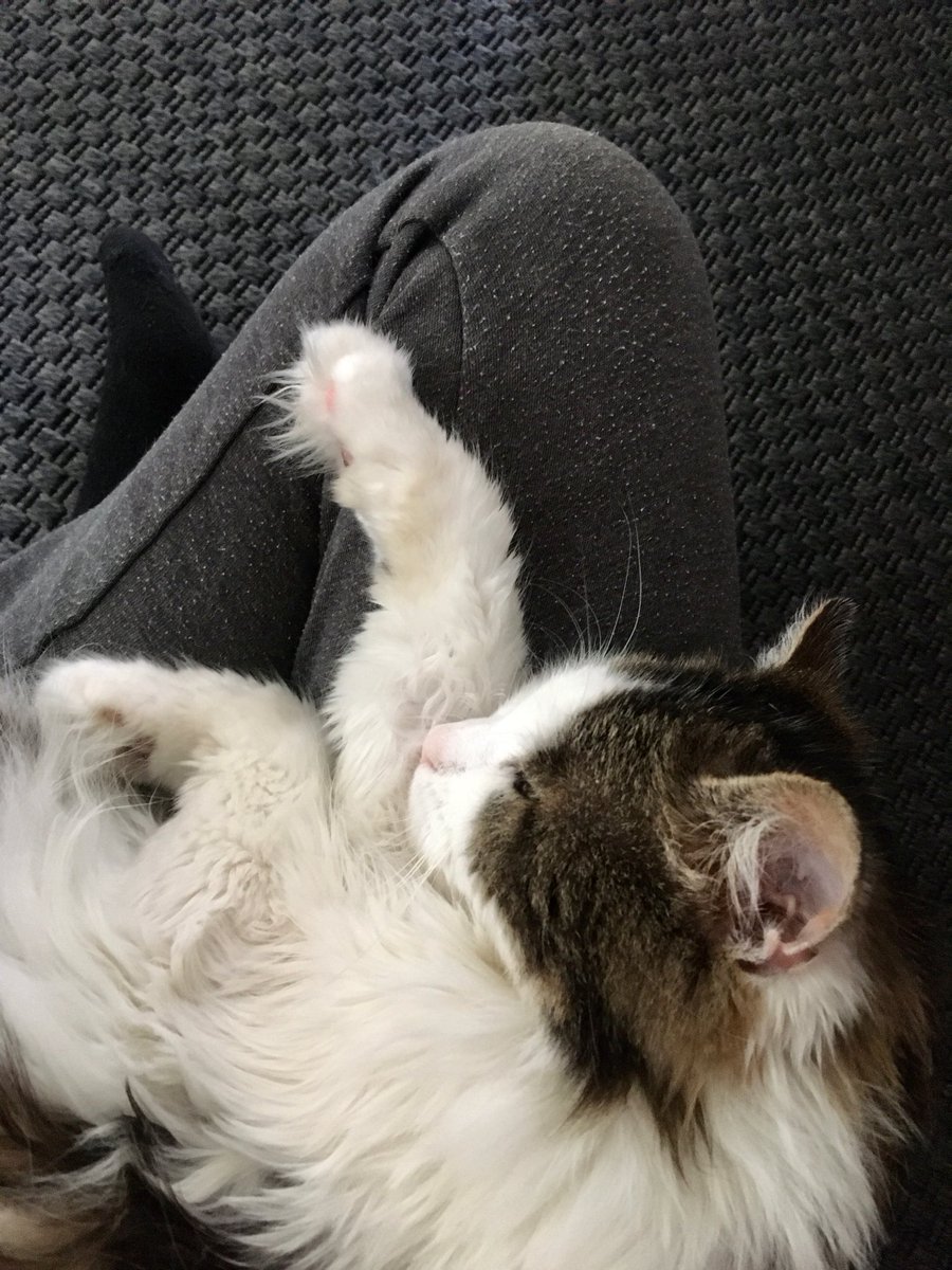 Sunday morning cuddles #CatsOfTwitter
