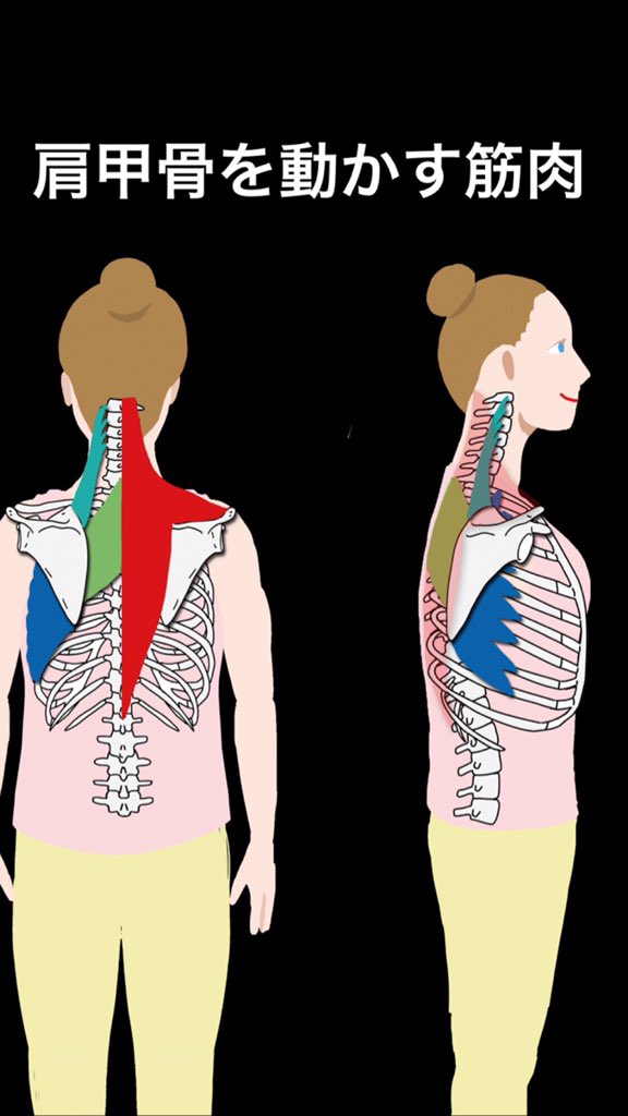 世界一ゆる い解剖学 肩甲骨の動きと それを動かす筋肉です 1つずつ少しイメージしたり 触ったり 動かしたりしながら リアルな解剖学ボディイメージを作っていくと コンディショニングやボディコントロールに解剖学をいかせるようになってきます 世界一ゆる い解剖学 肩甲骨の動きと それを動かす筋肉です 1つずつ少しイメージしたり 触ったり 動かしたりしながら リアルな解剖学ボディイメージを作っていくと コンディショニングやボディコントロールに解剖学をいかせるようになってきます