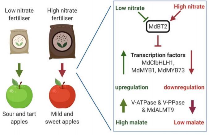 PlantPhys's tweet image. NEWS &amp;amp; VIEWS: Sweet or Sour? Important Link between Nitrate Signaling and Malate Accumulation Identified in Apple #FruitDevelopment #BiFC #PlantBiology #PlantSci buff.ly/2Ysb92a