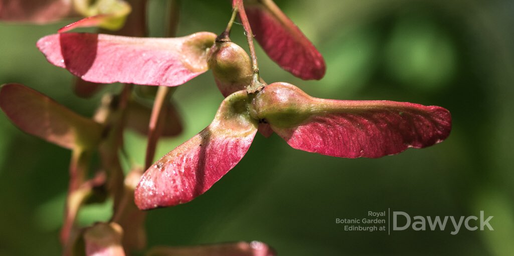 Acer laxiflorum var longilobum at Dawyck Botanic Garden in June2018 by @tiddlywinkuk #botanicgarden #scottishborders #visitscotland #visitscottishborders #spring #acer seeds #coloursofdawyck #gardenclosed #opensoon #staysafe @dawyck @TheBotanics