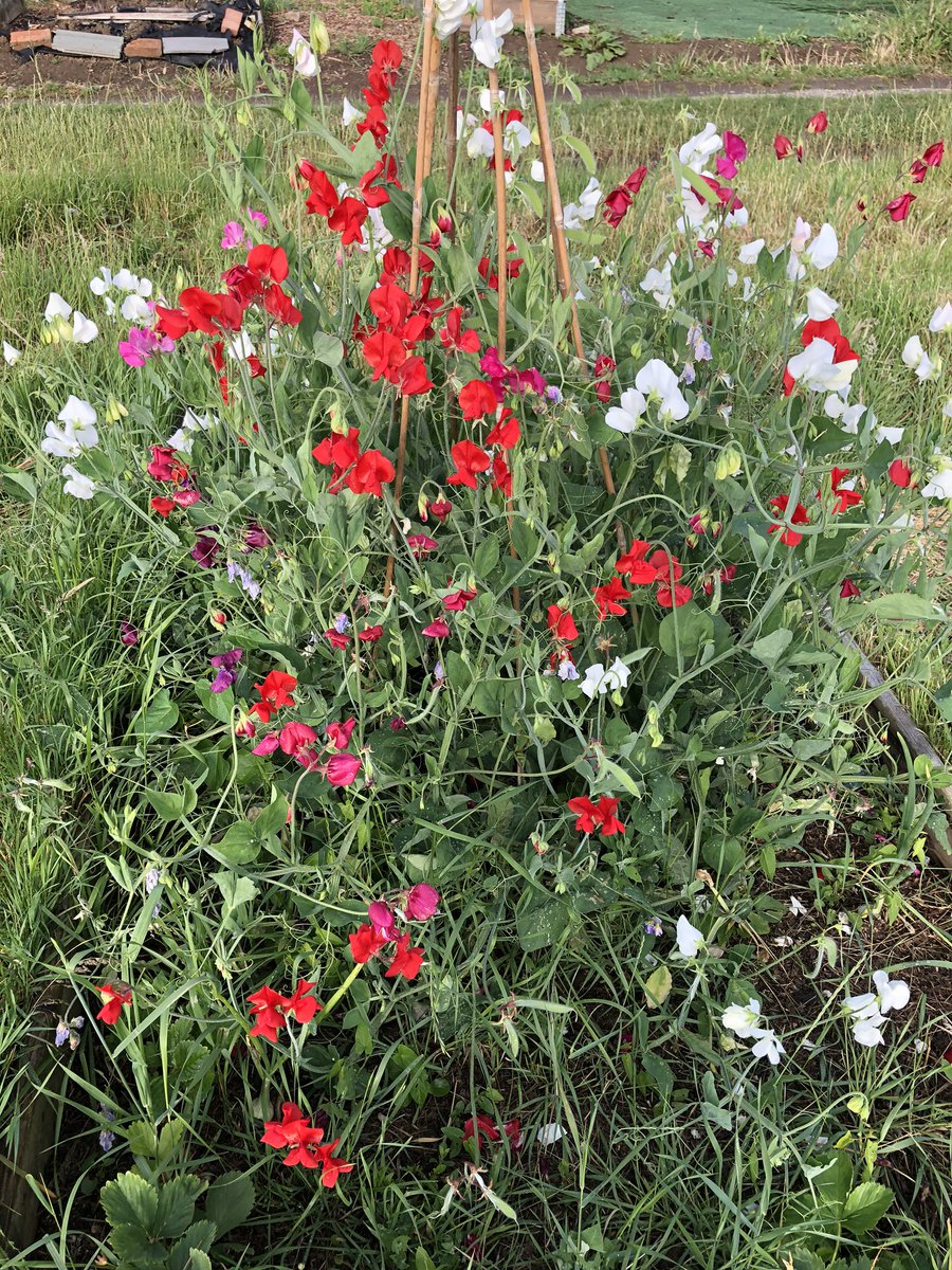 Helen_allotment's tweet photo. So many sweet peas 2 bushes full one very colourful the other almost white but both producing loads of flowers #allotment #gardening #sweeteas #growyourownflowers https://t.co/p2ImGzWt5g