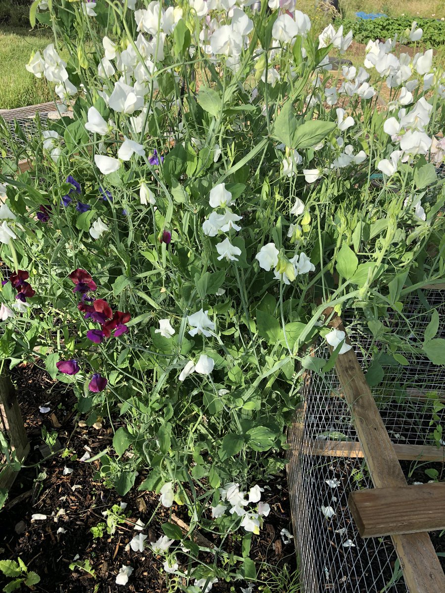 Helen_allotment's tweet photo. So many sweet peas 2 bushes full one very colourful the other almost white but both producing loads of flowers #allotment #gardening #sweeteas #growyourownflowers https://t.co/p2ImGzWt5g