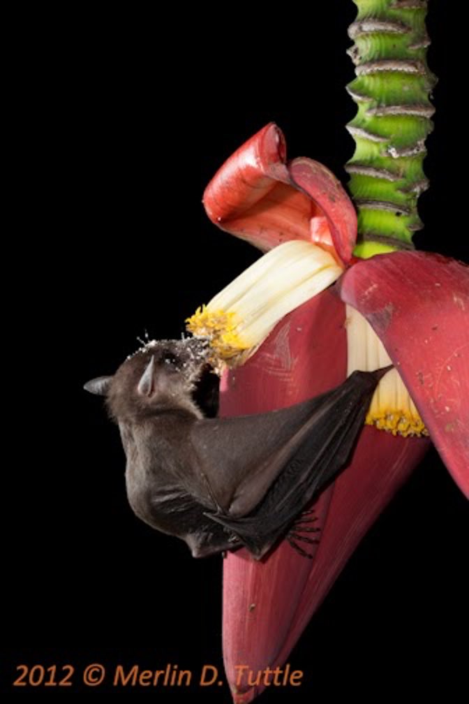 RimbaResearch's tweet photo. Did you know that fruit bats in Southeast Asia help to pollinate plants like durian, wild banana, petai and midnight horror?
๐ธ by Merlin Tuttle and J. M. Garg
#bats #flyingfox #pollinators #pollinatorweek #batpollinators #pollinatingbats https://t.co/hWY3j0RFZu