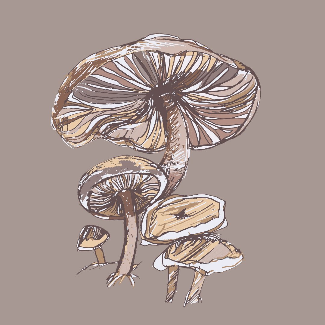 authentic_ness's tweet photo. I had so much fun with creating this Conifercone Cap Mushroom piece. This was created for a drawing contest by The Umstead Coalition. I really enjoy the cottagecore vibes I get from this poster design.
#illustrator #postermockup #graphicdesign #mushroomart #web214 https://t.co/1f41GujAtH