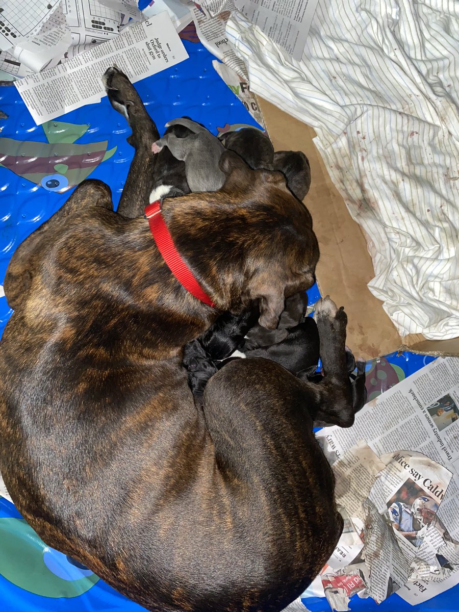 And that’s a wrap. 10 healthy puppies. I can’t feel anymore. Mom snuggled up with her pups.