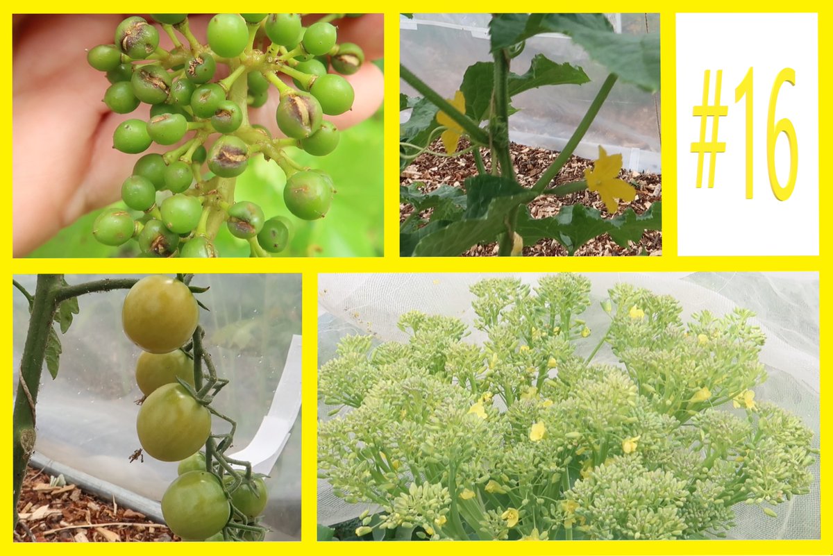Een week niet op de moestuin geweest, dat gebeurt niet vaak!
youtube.com/watch?v=zC7ZrR…
#moestuin #volkstuin #schade #druiven
