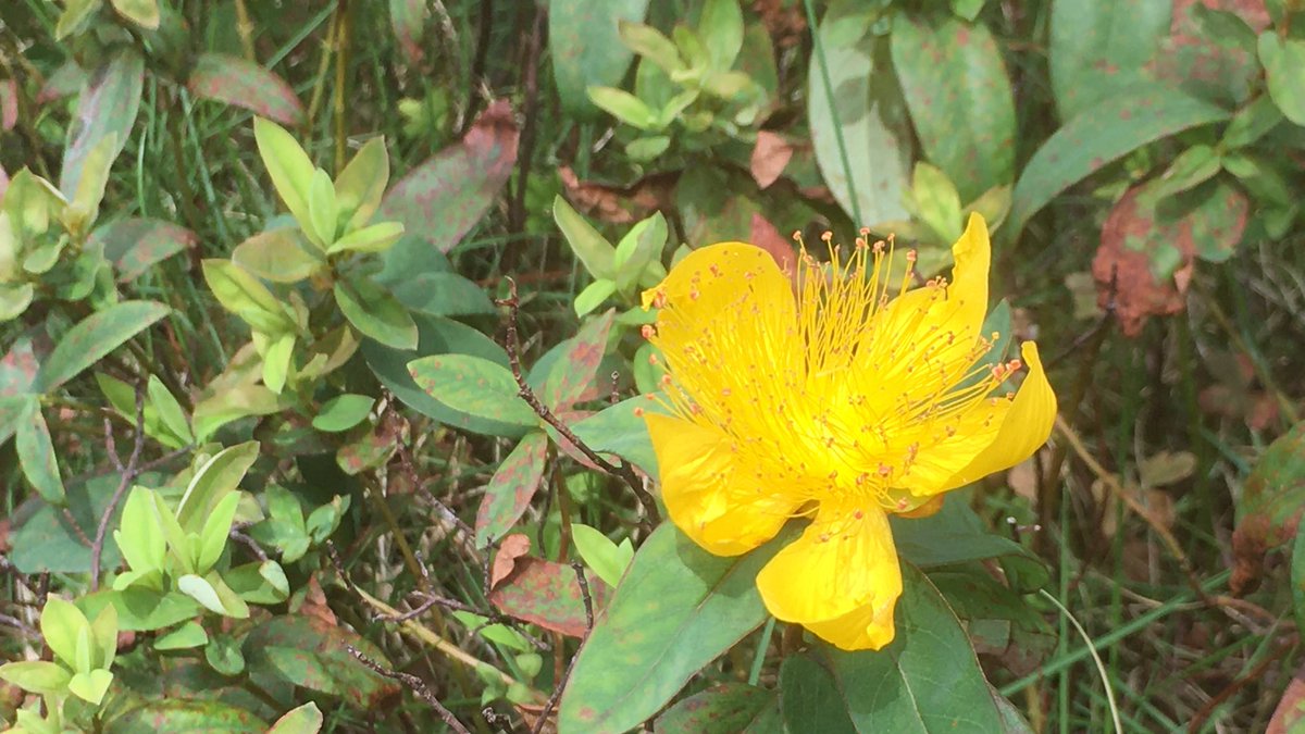 coucouTaec's tweet photo. 美容柳(未央柳)💛
Need to release this tension in the back of my eyes…
Early summer flower that looks like a crown 👑
Its 'floral language' …sensitive, emotional, noble, dignified…
English name; "Chinese Hypericum"
#beautifulflowers #justoutside #prettyseason https://t.co/TmVKPP55yF