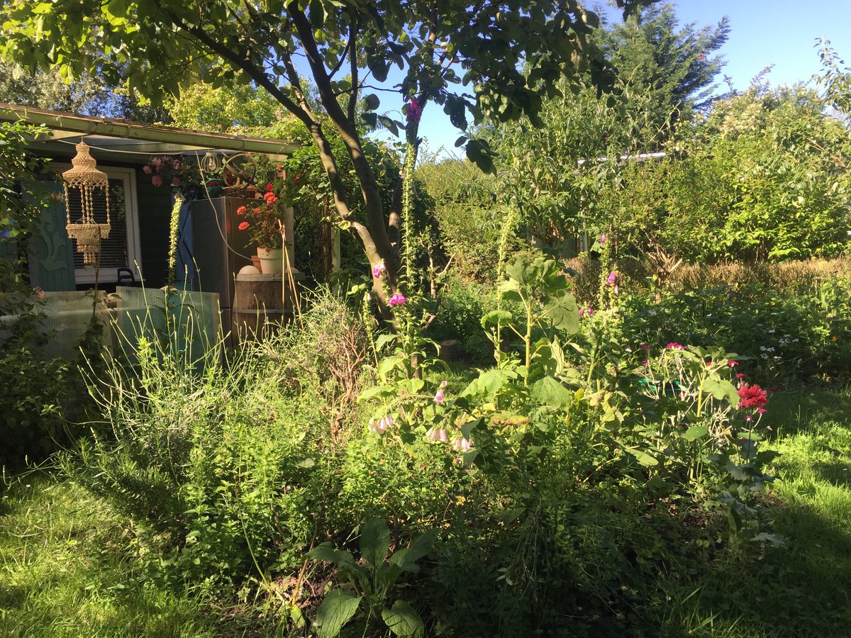 rinibiemans's tweet photo. Het beste wat je kunt doen om veel bodemleven, insecten, vogels in je tuin te krijgen is inheemse planten in je tuin zetten. Die hebben relaties met inheemse insecten...dat missen veel gekweekte soorten. Logisch: Goedkoper mooier en ecologischer🍀 nu op Radio 1 @VroegeVogels https://t.co/97CTPXogpG
