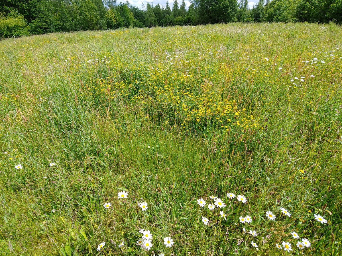 Alvecote Wood tweet media