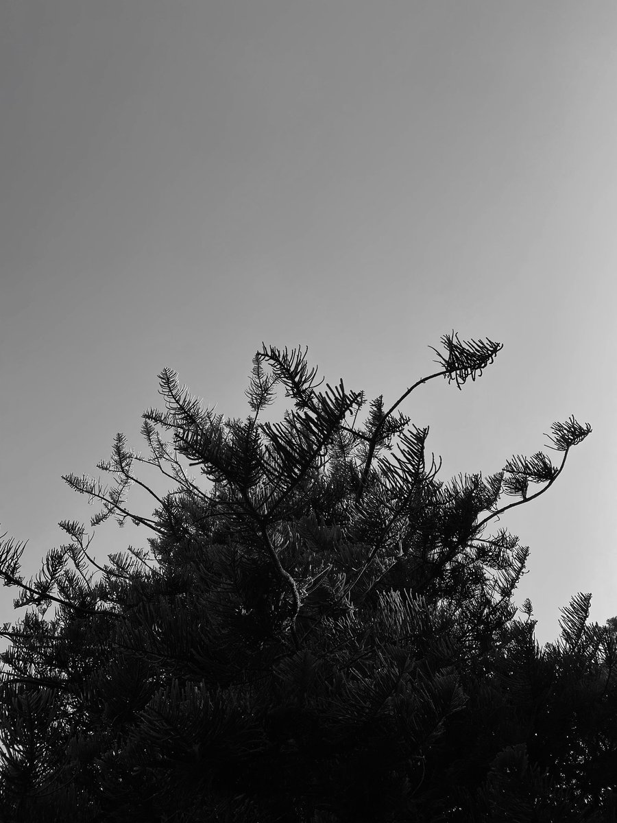 ArtMechaela's tweet photo. Some snaps from today 📸 #blackandwhite #photography #photoart #artsy #art #aesthetic #oldbuilding #botanicalgarden #Australia https://t.co/m655ZKSKpl