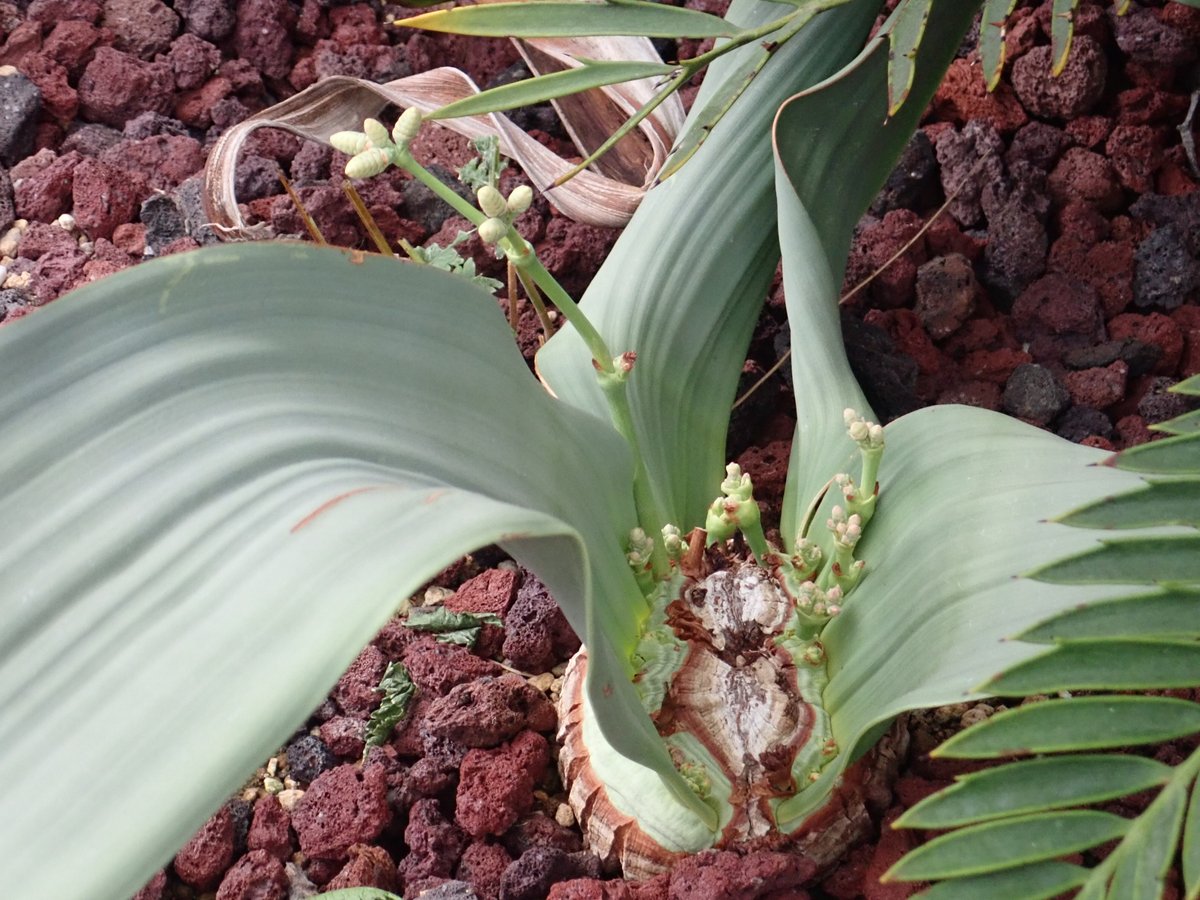 神代植物公園 ニュース スタッフより 園芸係 大温室乾燥地室の 奇想天外 Welwitschia Mirabilis が花芽を伸ばし始めました アフリカ南部ナミブ砂漠に自生するのウェルウィッチア科の珍しい植物で 生涯にわたって2枚しか出ない本葉を伸ばし続け
