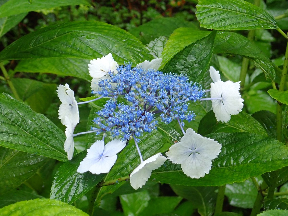 神代植物公園 ニュース در توییتر スタッフより 園芸係 園内各所でガクアジサイ系のアジサイ が見ごろとなっています 伊豆半島 伊豆諸島原産のガクアジサイから作出されたアジサイの品種系統 大型で葉に艶があります 写真は あじさい えびね園の撫子 ガク