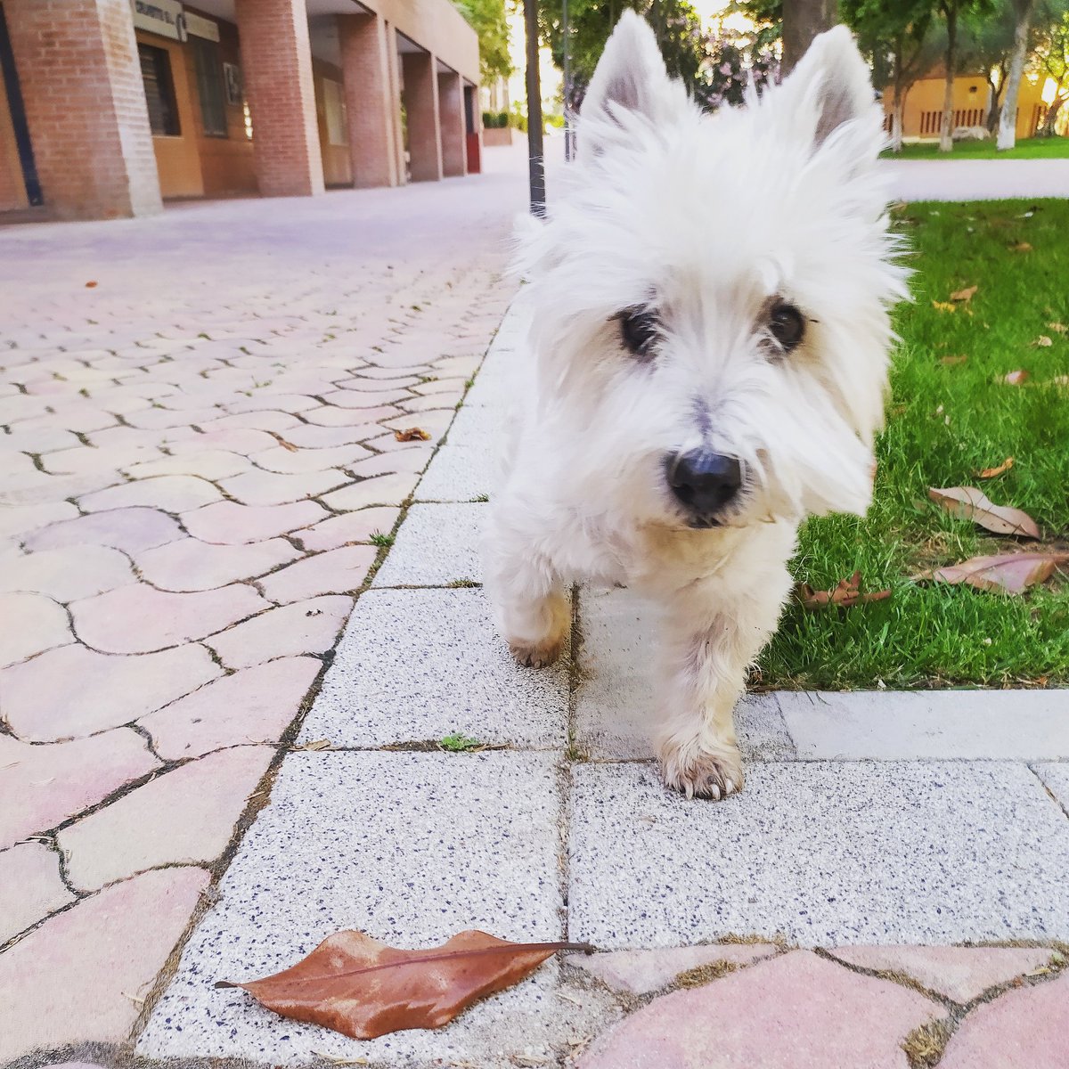 jeanbedel's tweet photo. Hoy saliendo con la fresca a pasear a Miss Daisy. Él va a su ritmo, pero el perrón es el puto amo. #westie #westhighlandwhiteterrier #nosinmiperrón #KaiserForever https://t.co/Hme7mm13Kd