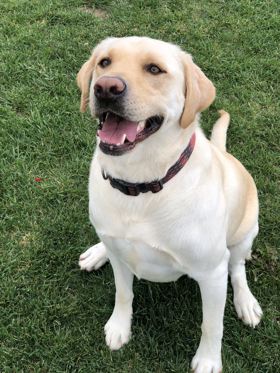syddalexander's tweet photo. Chowchilla friends, I need your help. This big ole boy got out today. His name is Cooper and he’s a gentle giant! Please help me get him home!! https://t.co/4gxCYZ9luO