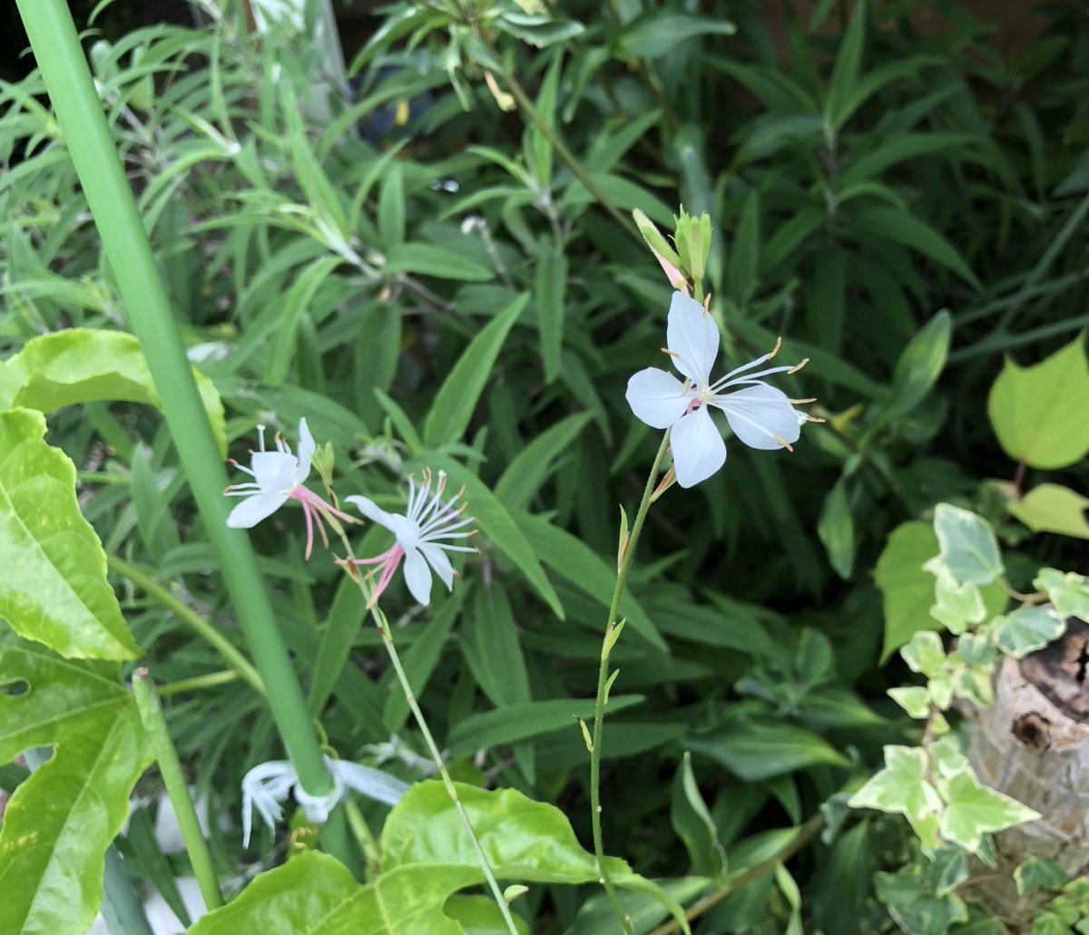 Chima 毎日の花 ガウラ 和名ハクチョウソウ 白蝶草 その名の通り 白い蝶々が飛んでいるみたいでかわいい 花言葉は 負けず嫌い 我慢できない 清楚