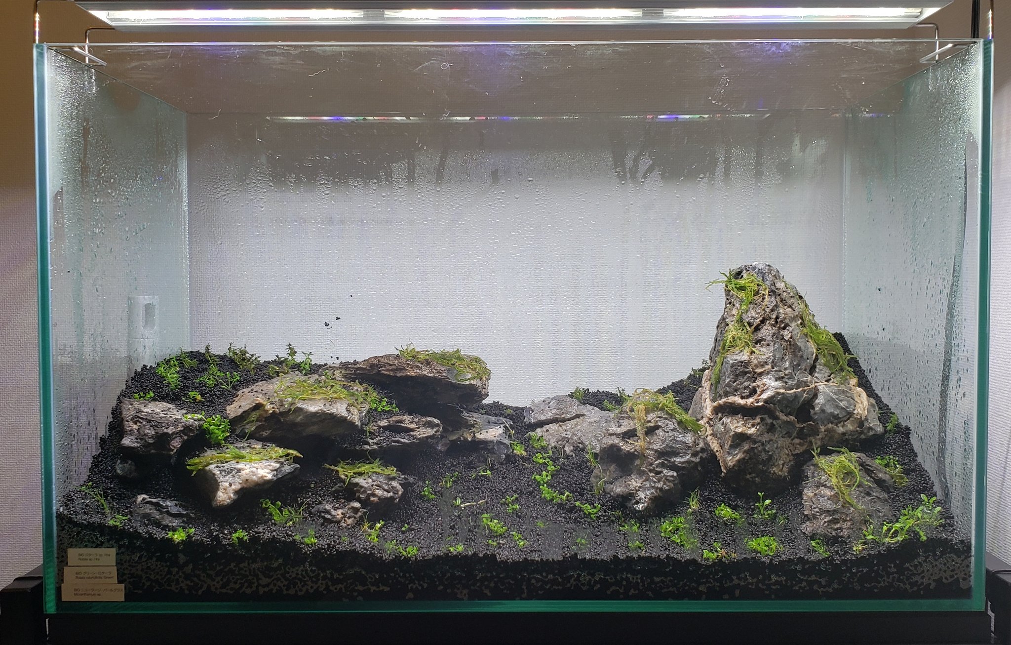 Koharu 1215 初めてのアクアリウムで60cm水槽にミスト式で初挑戦 石組み水槽がかっこよすぎて挑戦したけどなんか納得いかない 勢いで植栽もしてしまったので初物としてこれで進めます 植栽した水草のメインは ニューラージパールグラス グリーンロタラ