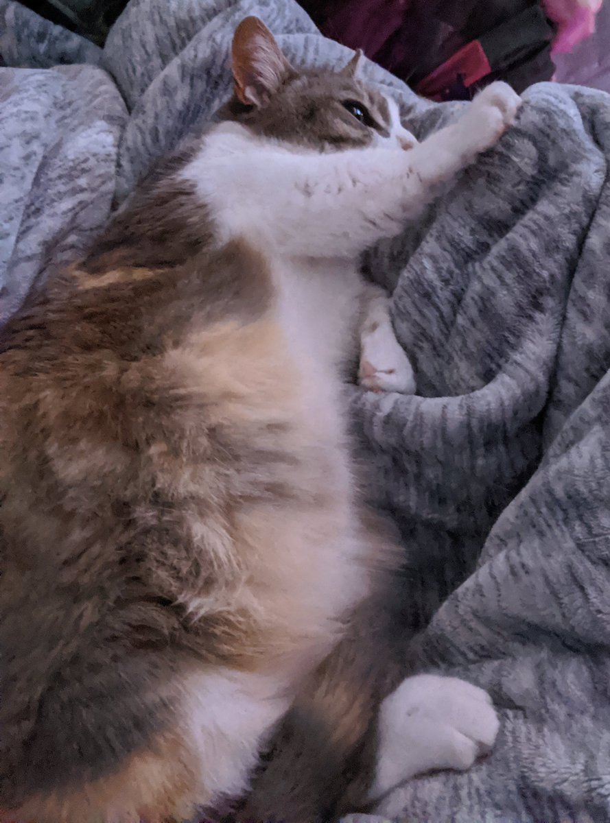 Last one for the night isn't a meme, it's just my cat big chillin'. Thank you for participating. 