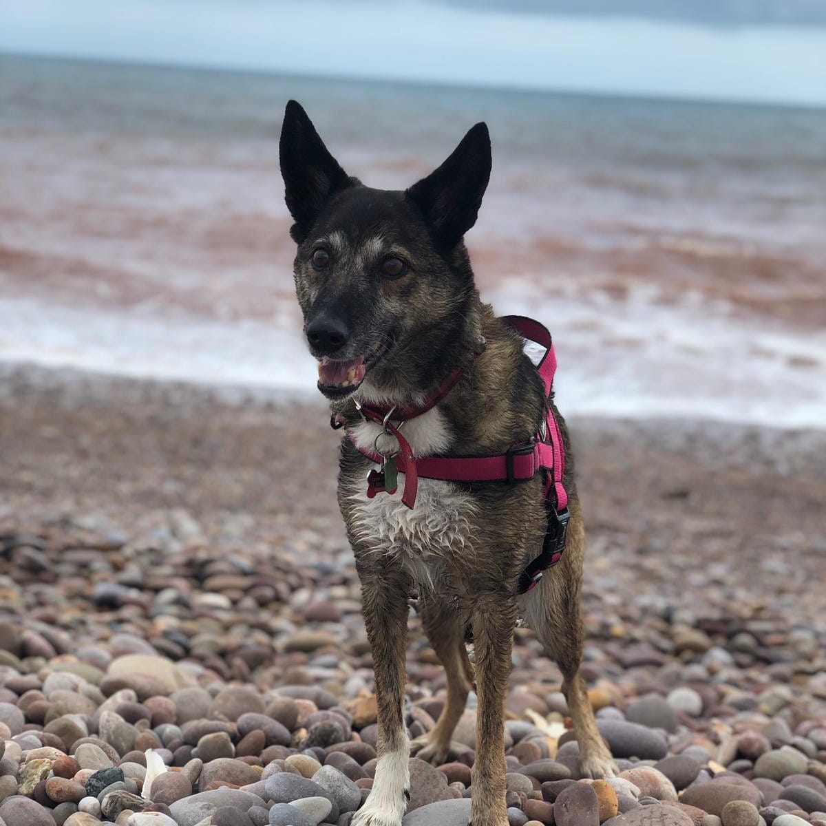 GypsySoulsTour's tweet photo. Our beautiful old girl Summer loving the campsite warden lifestyle xx https://t.co/osrp73es6g