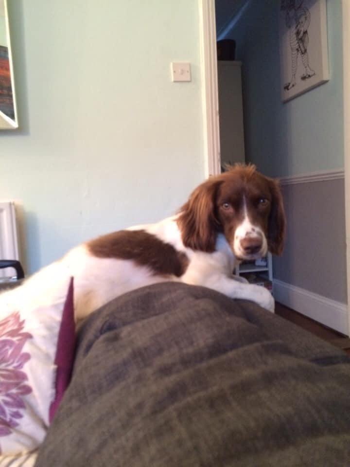 rosieDoc2's tweet photo. OWNER⬇️
My baby Libby is still missing 4years later. No sightings on her. She is spayed and chipped- would be coming up for 6now.
£5k reward
07468701181 for any news
Petition: Fern’s Law: Compulsory to scan &amp; check microchips to reunite stolen dogs, cats. https://t.co/n1YZ2fT5Kc https://t.co/zHvLHPoAqN