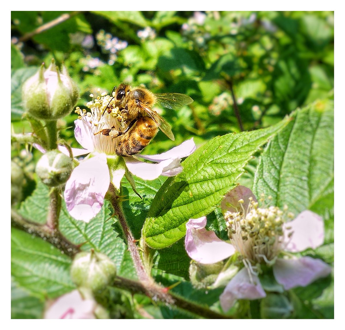 #StayHomeStaySafe @Photosofwales @AngleseyScMedia @twiithit @ItsYourWales @ThePhotoHour @Natures_Voice @BBCSpringwatch @YourAwesomePics @NclPhotograph @Jthomas123Jay @BangorWalesNews @TobyWarbler @marc_samida 
#shortwalknearmyhome 
The #bee and the #bramble.