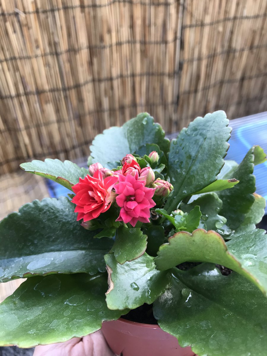 佐藤優紀 サラブレッド画家 お気に入りのスパティフィラムは芽がシャキッと伸びてます この鉢は適時植え替えして 大きく育ててみたいなと思ってます 赤いカランコエも夏場の水やりを増やしたことで 綺麗に花が咲いてきました