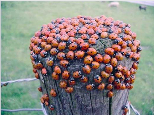 Just in case you didn't know this.. the collective noun for ladybirds is a 'loveliness'. I felt you needed to know this.