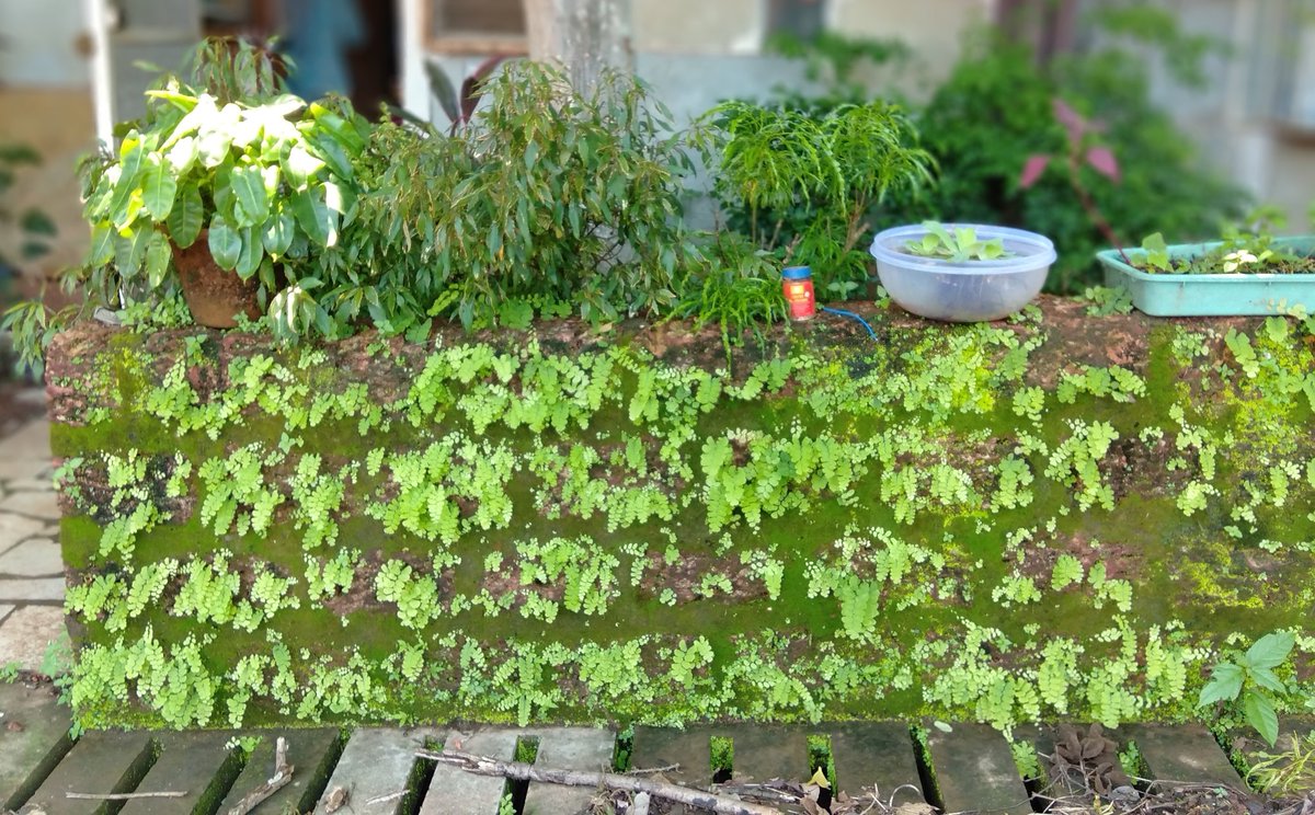 VidyaKrishnan's tweet photo. I wait every year for the monsoon just to see how it changes exposed laterite walls. ❤️❤️

Three weeks in... https://t.co/dHWNpRMsQ0