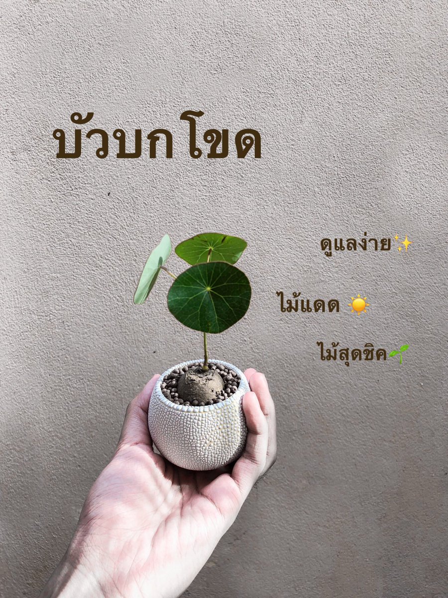 PlantiesP's tweet photo. “บัวบกโขด” ไม้ล้มลุกที่มีหัวอยู่ใต้ดินลักษณะเป็นก้อนกลมเหมือนหิน หรือหัวมันแกว เวลาปลูกเพียงนำหัวไปวางไว้ในภาชนะปลูกโดยฝังหัวไว้ใต้ดิน จากนั้นก้านจะโผล่ขึ้นมาและแตกใบออกมาเป็นใบทรงกลม ใครสนใจสอบถามก่อนได้นะคะ 💥✨❗️🌈 #บัวบกโขด #ไม้โขด #ไม้���อกอากาศ #ต้นไม้จิ๋ว https://t.co/W8qPMsdTdQ