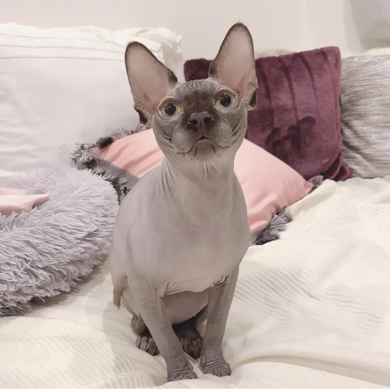 新希咲乃 にきさきの 今日うちのスフィンクスのボンボンが顔を毛繕いしてくれたんだけど 猫のベロってザラザラの極みだから 痛かったな スフィンクスって猫界隈で性格が1番良いって言われてるんだよ 猿 犬 ボンボン ってかんじです 笑