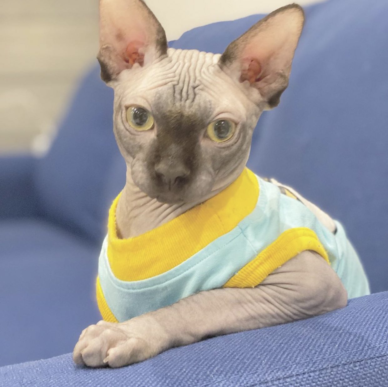 新希咲乃 にきさきの 今日うちのスフィンクスのボンボンが顔を毛繕いしてくれたんだけど 猫のベロってザラザラの極みだから 痛かったな スフィンクスって猫界隈で性格が1番良いって言われてるんだよ 猿 犬 ボンボン ってかんじです 笑