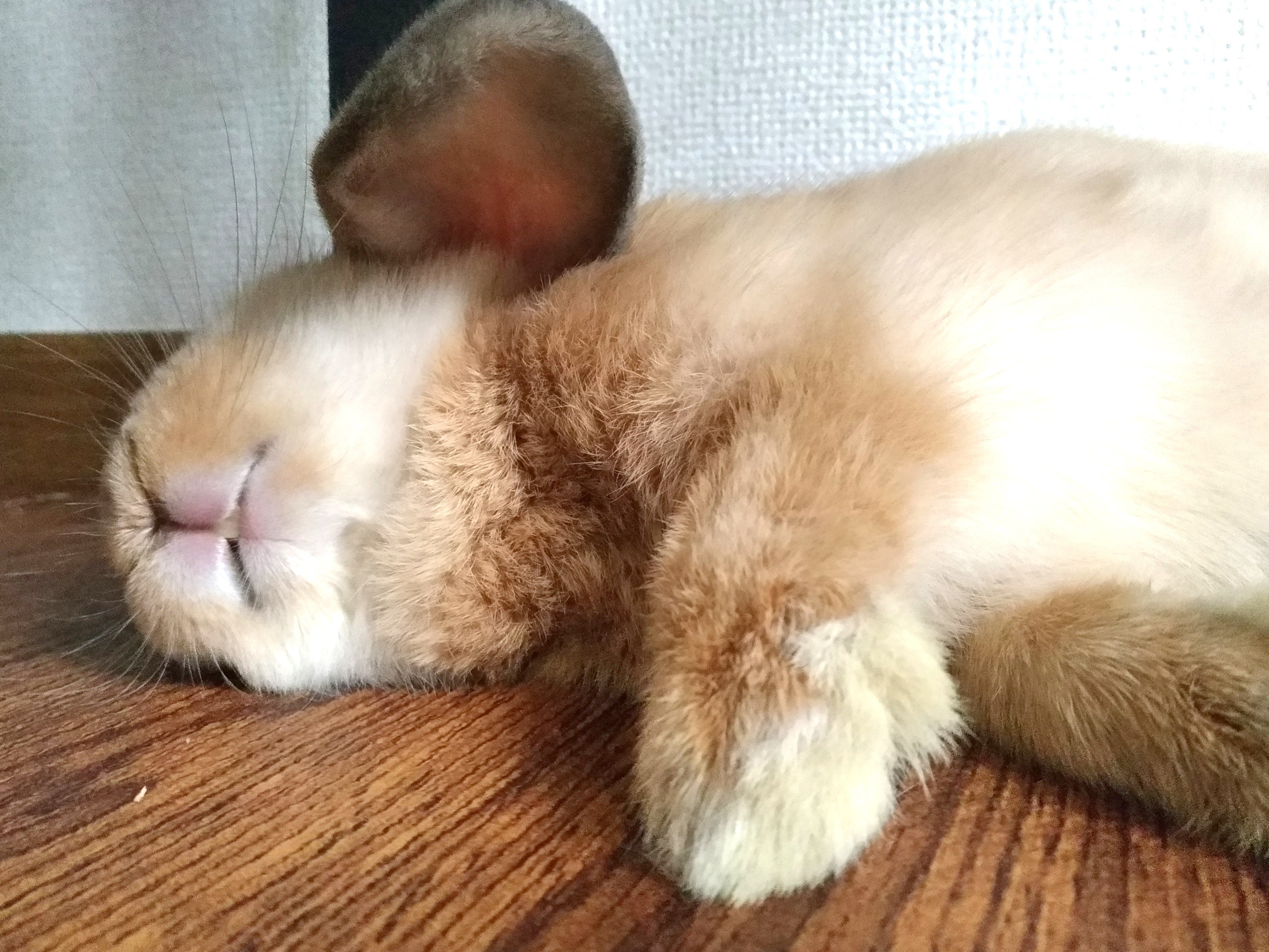 うさぎのやまちゃん Rabbit Yamachan Twitter