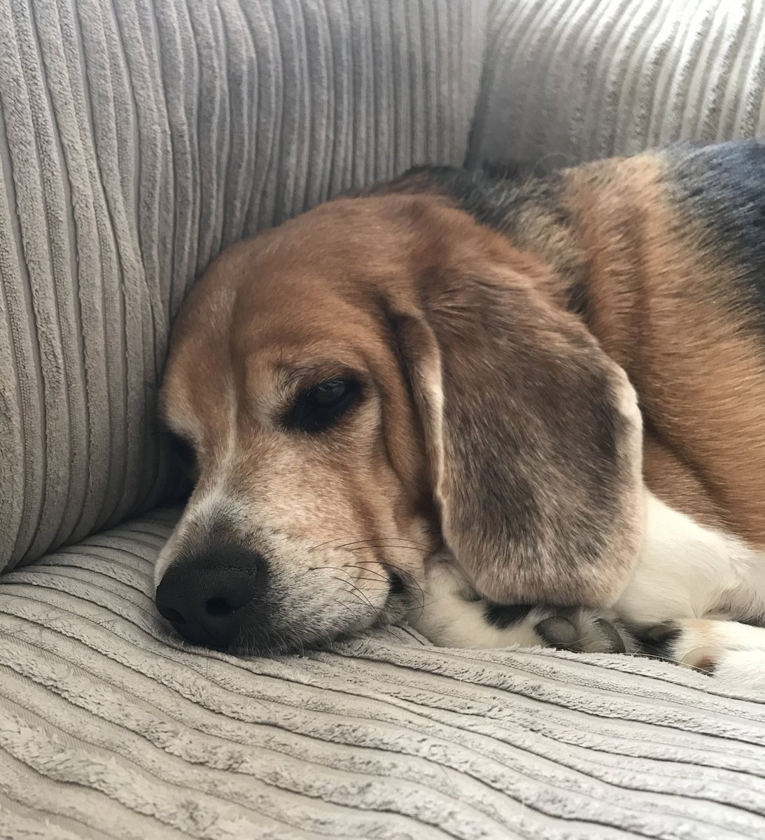 missemjo's tweet photo. Sunday mood #Lennon #GrumpyPup #Beagle #dogsoftwitter https://t.co/QEowbkKinJ
