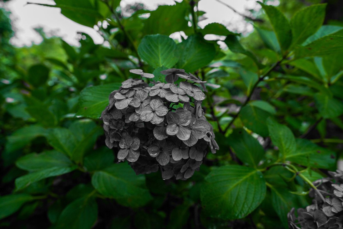 yuki__sp's tweet photo. モノクロ紫陽花

#東京カメラ部 
#tokyocameraclub
#写真撮ってる人と繋がりたい
#カメラ好きな人と繫がりたい 
#写真好きな人と繫がりたい 
#キリトリセカイ https://t.co/NeiTQz3Vr8