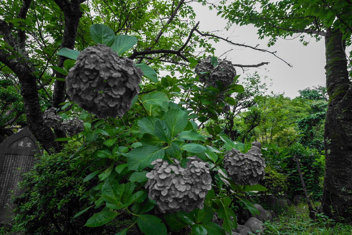 yuki__sp's tweet photo. モノクロ紫陽花

#東京カメラ部 
#tokyocameraclub
#写真撮ってる人と繋がりたい
#カメラ好きな人と繫がりたい 
#写真好きな人と繫がりたい 
#キリトリセカイ https://t.co/NeiTQz3Vr8
