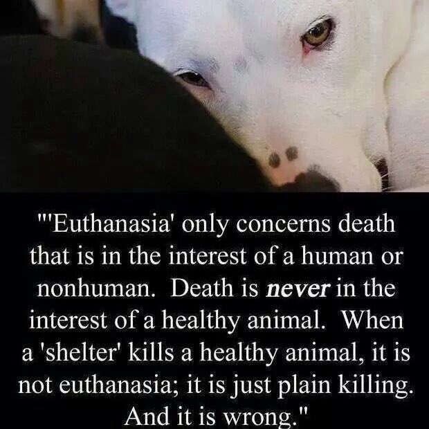 GiveLuckyBack's tweet photo. @MussenToevlucht @TaniaHopkins3 @NYCACC And #Cats.  And our #WildHorses on our great plains.  Yeah it makes us look like the world's greatest hypocrites.  Our moral standing is mitigated in a horrible way by the #KillSheltering pandemic in the #US. https://t.co/RlIBfjQ9bJ