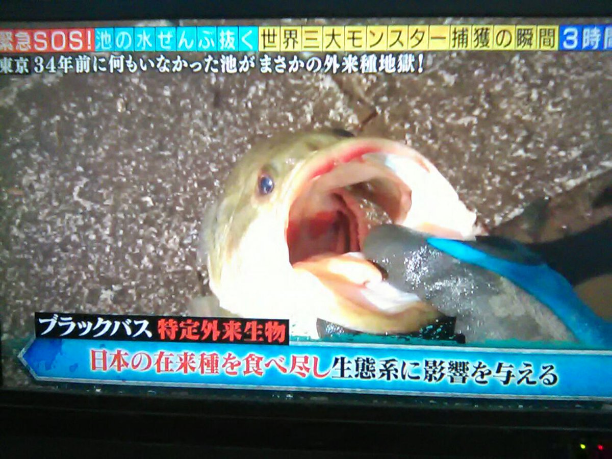 さーくん Saaji Twitter さーくん Saaji Twitter