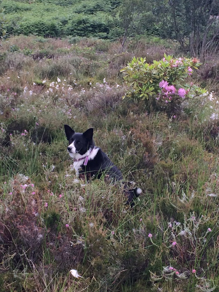 Dog in a Bog!!!! 

Nonny is just chillaxing in le bog.  
0-0

But can you spot the non-native species in this picture? Comment what it is and where it is!

(P.S. Nonny doesn’t count)