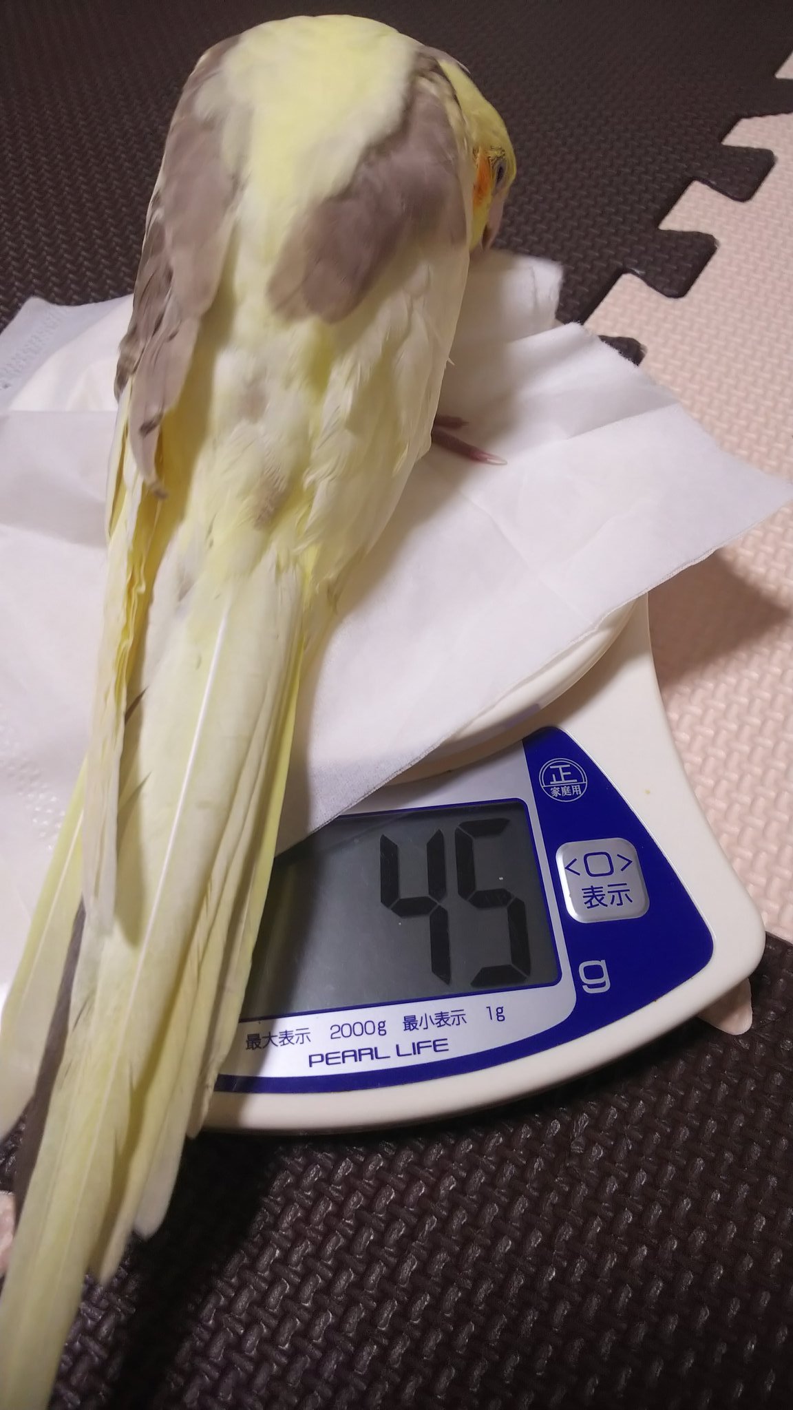 ぽぽる1 5 K85yurbjqcneakv Twitter