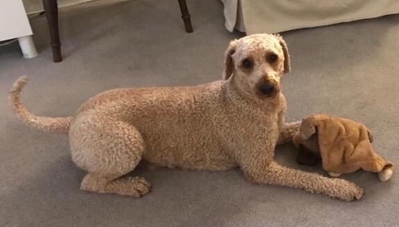 bertie_is's tweet photo. 9 weeks ago Bertie had just been clipped and looked like this
💔If he is hiding out somewhere, scared &amp; in survival mode, he will look very different 
💔His fur will be longer &amp; matted
💔He will be thinner
Wish so much we had an artist’s impression to share #FindBertie https://t.co/W6f4bYKYRM