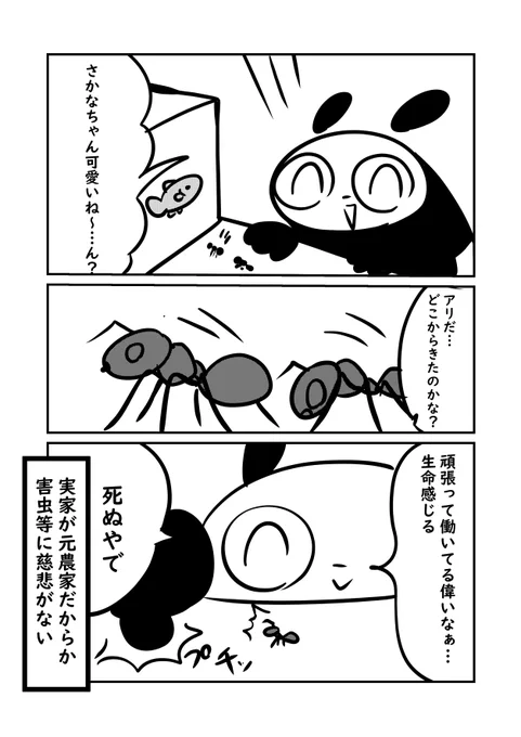 家の中にアリがわいた話 #ねこパン日記 #ぬら次郎日記 
