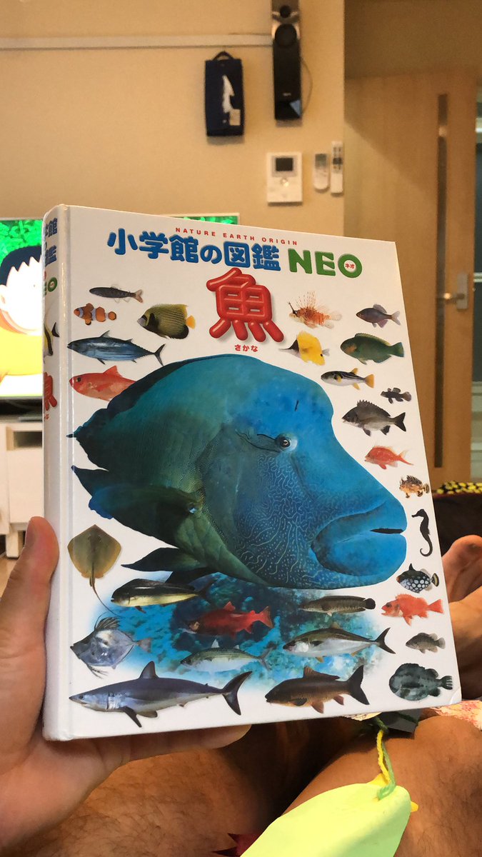 新井涼平 子供が買ってきた うちの魚図鑑レベル高すぎて一生終われない 魚図鑑 ハイサイ探偵団 釣りyoutuberしよ
