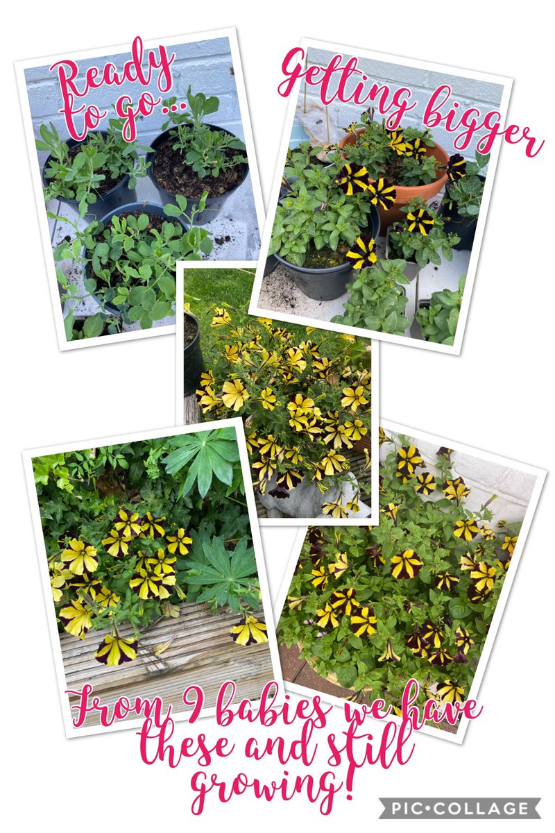 Tracey28460's tweet photo. @mr_plantgeek @Craigrowe_TV @qvcuk From 10 tiny babies (said 9 on pic), the @ThompsonMorgan Petunia Banoffee Pie are growing and spreading beautifully. #flowerpower #rootbooster #sunshine #rain https://t.co/o0yHQxnOUN