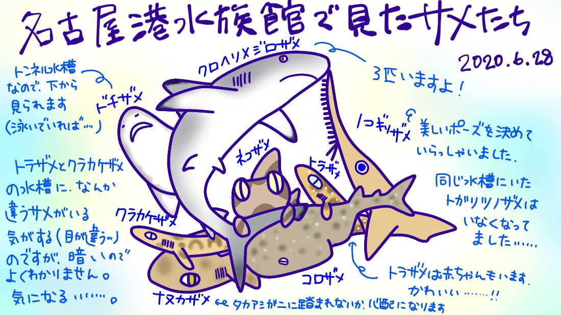 けいこっとん Twitter પર サメを見た嬉しい気分そのままに イラストにしてみました 名古屋港水族館で見たサメたちです 何回も見たことがあっても 久しぶりに見ると 嬉しさ倍増ですね サメ イラスト Shark Illurstrations サメ好き 名古屋港