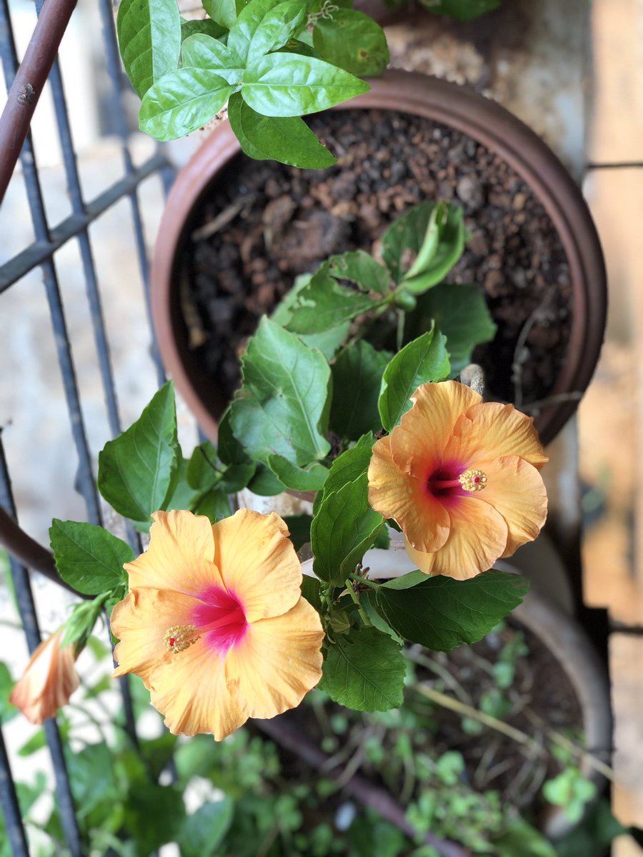 ApurvaP05's tweet photo. Blooms to make me Happy- oh and now I am already crying! https://t.co/tLyIjKvksS